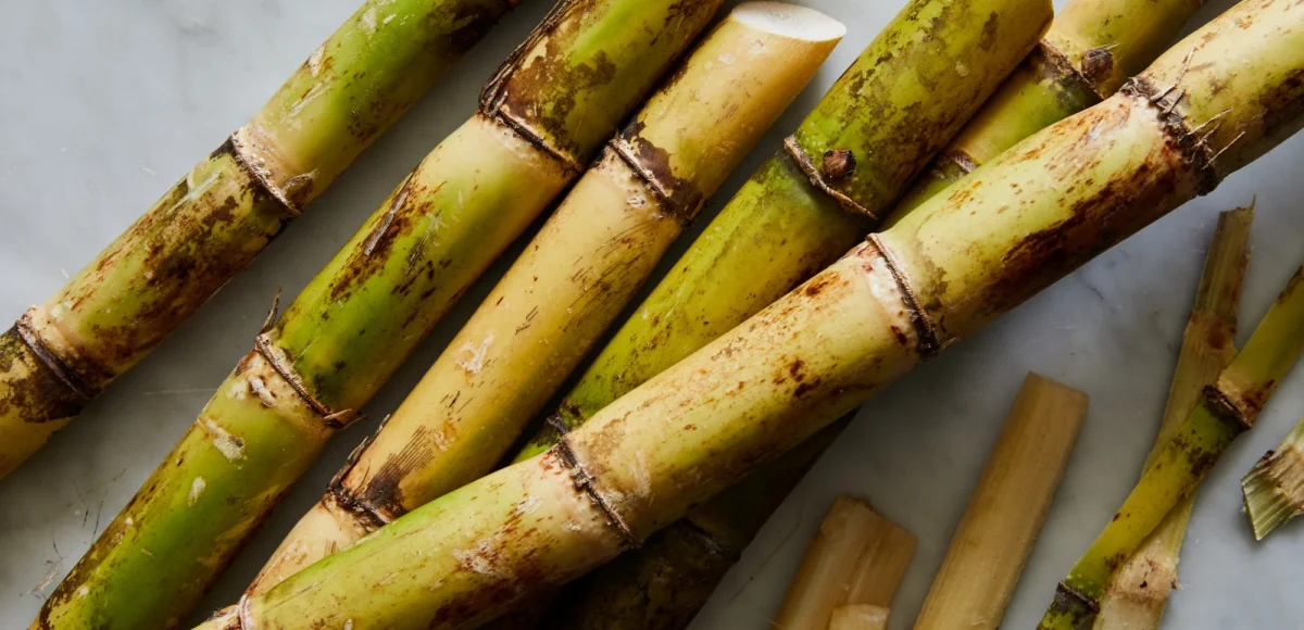 цукрова тростина